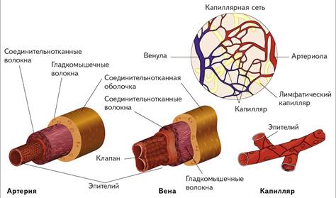 Глава 6. Кровеносная система