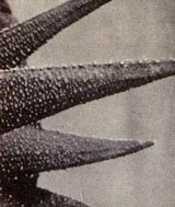 Почему же все-таки шумовая музыка? (Почему же все-таки шумовая музыка?)