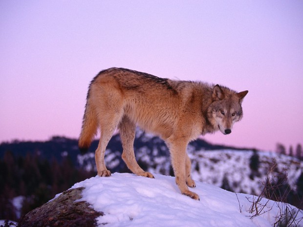 Gray_Wolf_at_Dusk_1600_x_1200.jpg