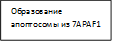 Образование апоптосомы из 7APAF1