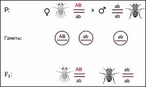 https://fsd.videouroki.net/products/conspekty/bio9/25-sceplennoe-nasledovanie-priznakov-hromosomnaya-teoriya-nasledstvennosti.files/image008.jpg