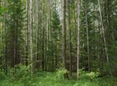 Фото: Смешанный лес. Фотограф троица. Пейзаж - Фотосайт Расфокус.ру