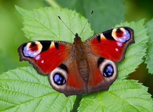 Бабочка дневной павлиний глаз описание и фото