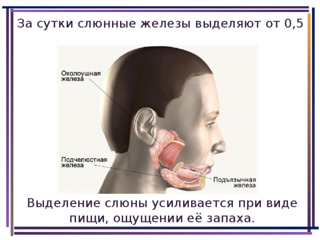 За сутки слюнные железы выделяют от 0,5  до 2 л слюны. Выделение слюны усиливается при виде пищи, ощущении её запаха.
