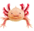 https://www.thoughtco.com/thmb/i91meP4tG7w1gx73kJxNPQmlR2c=/6250x3980/filters:fill(auto,1)/axolotl--ambystoma-mexicanum--in-front-of-a-white-background-508416596-5ac3af298023b900367ff043.jpg