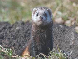 https://zooclub.org.ua/assets/files/2018/02/stepnoy-horek.jpg
