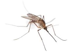 Роспотребнадзор Марий Эл: численность комаров на пике » Свежие ...