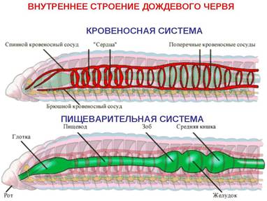 http://uslide.ru/images/26/32335/960/img7.jpg