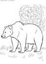 Раскраска Бурый медведь | Раскраски с животными, зверями