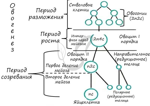 Овогенез