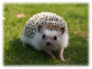 http://animalreader.ru/wp-content/uploads/2015/03/zachem-ezhu-igolki-animal-reader.ru-002.jpg