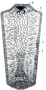 Схема строения слитка спокойной стали