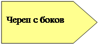 Пятиугольник: Череп с боков
