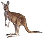 kangaroo
