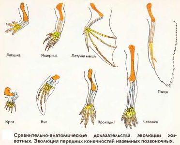 Ð¡Ñ€Ð°Ð²Ð½Ð¸Ñ‚ÐµÐ»ÑŒÐ½Ð¾-Ð°Ð½Ð°Ñ‚Ð¾Ð¼Ð¸Ñ‡ÐµÑÐºÐ¸Ðµ Ð´Ð¾ÐºÐ°Ð·Ð°Ñ‚ÐµÐ»ÑŒÑÑ‚Ð²Ð° ÑÐ²Ð¾Ð»ÑŽÑ†Ð¸Ð¸ Ð¶Ð¸Ð²Ð¾Ñ‚Ð½Ñ‹Ñ…. Ð­Ð²Ð¾Ð»ÑŽÑ†Ð¸Ñ Ð¿ÐµÑ€ÐµÐ´Ð½Ð¸Ñ… ÐºÐ¾Ð½ÐµÑ‡Ð½Ð¾ÑÑ‚ÐµÐ¹ Ð½Ð°Ð·ÐµÐ¼Ð½Ñ‹Ñ… Ð¿Ð¾Ð·Ð²Ð¾Ð½Ð¾Ñ‡Ð½Ð¸ÐºÐ¾Ð²