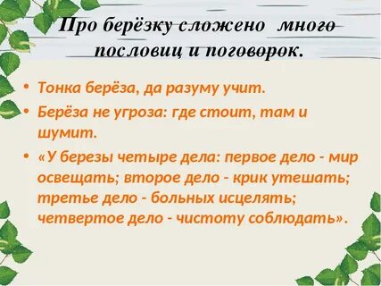 Про берёзку сложено много пословиц и поговорок. 