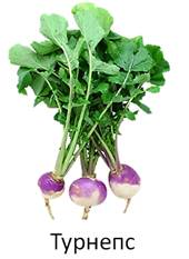 https://fsd.videouroki.net/products/conspekty/bio6/41-klass-dvudol-nyie-siemieistvo-kriestotsvietnyie.files/image006.jpg