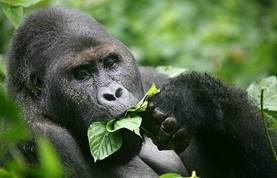 Картинки по запросу "ДНК горилл и человека сходно на 95-99%."