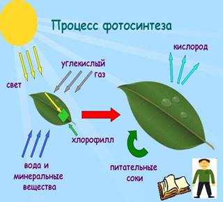 Фотосинтез Джон Пристли, Ян Ингенхауз