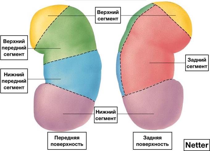 http://24radiology.ru/wp-content/uploads/2018/02/01-3.jpg