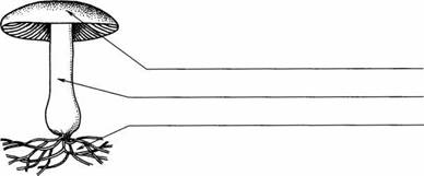 3 части гриба. Строение гриба без подписей. Подписать части гриба. Подпишите части гриба. Строение грибов без подписей.