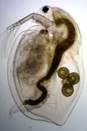 http://www2.mrc-lmb.cam.ac.uk/microscopes4schools/images/daphnia2.jpg