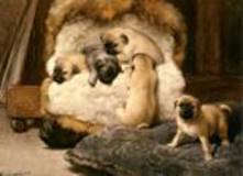 Eerelman-Otto-Nest-Met-Jonge-Mastiffs.jpg