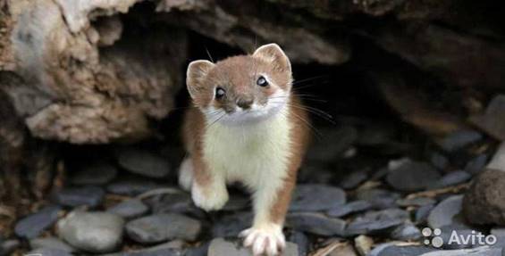 Ласка Самка купить в Тихорецке | Животные и зоотовары | Авито