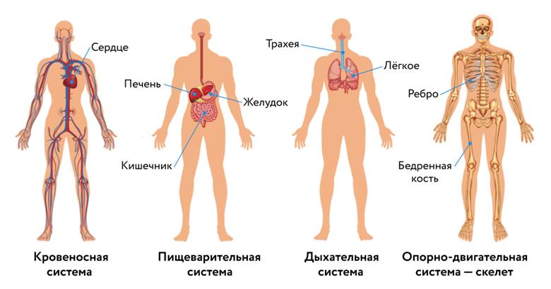 https://u.foxford.ngcdn.ru/uploads/tinymce_file/file/49029/6d4751fae0d1cb8c.png