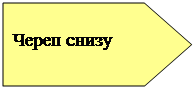 Пятиугольник: Череп снизу
