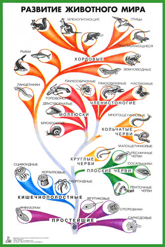 Происхождение животных основные этапы эволюции животного. Схема развития животного. Эволюционное Древо животных.