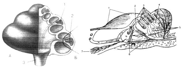 http://www.pedlib.ru/books1/5/0102/image018.jpg