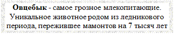 Надпись: Овцебык - самое грозное млекопитающие. Уникальное животное родом из ледникового периода, пережившее мамонтов на 7 тысяч лет