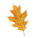 http://www.playcast.ru/uploads/2015/09/24/15185366.png