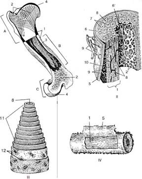 Имеет трубчатое строение. Продольный распил трубчатой кости. Перестройка остеонов кости. Рис 2.1 строение кости распил плечевой кости лошади. Распил трубчатой кости лошади.