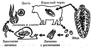 Картинки по запросу "циклы паразитических червей"