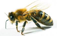 Сколько живет рабочая пчела, продолжительность жизни медоносной пчелы в улье