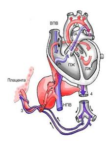 Fetal_Circul
