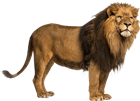 5-2-lion-free-download-png.png (1279Ã—930)