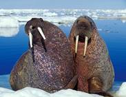 112_arctica_68819