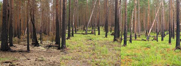 http://lesprominform.ru/uploads/images/lpi77/Boreal_pine_forest_after_fire_2.jpg
