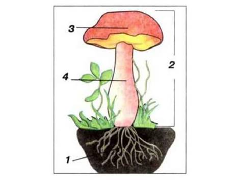 Строение гриба для дошкольников картинка