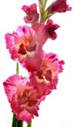 https://pixfeeds.com/images/flowers/gladiolus/1280-95789552-gladiolus.jpg