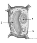 https://bio5-vpr.sdamgia.ru/get_file?id=78422