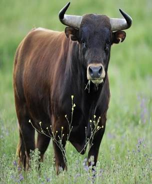 Омичка отсудила 120 тысяч у животновода, недоглядевшего за быком ...