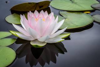 https://get.pxhere.com/photo/plant-leaf-flower-petal-pond-green-botany-sacred-lotus-aquatic-plant-flora-lotus-lily-floristry-macro-photography-water-plant-flowering-plant-city-car-land-plant-lotus-family-proteales-488823.jpg