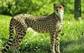 http://winallos.com/uploads/posts/2014-12/1417550560_cheetah-les-polyana-gepard.jpg