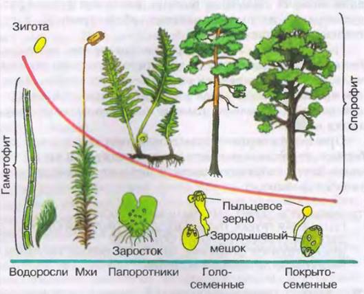 Растения теория