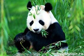 Панда-животное-Образ-жизни-и-среда-обитания-панды-4