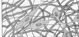 Описание: http://biology.clc.uc.edu/fankhauser/labs/Anatomy_&_Physiology/A&P201/201_files/connectivetissue.jpg